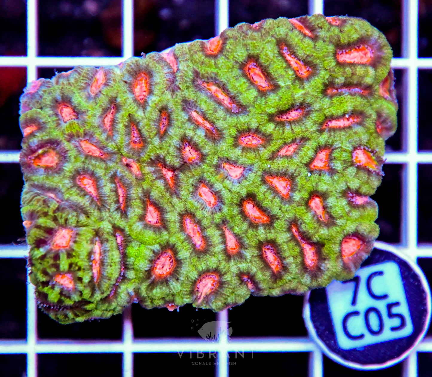 Micromussa INDO