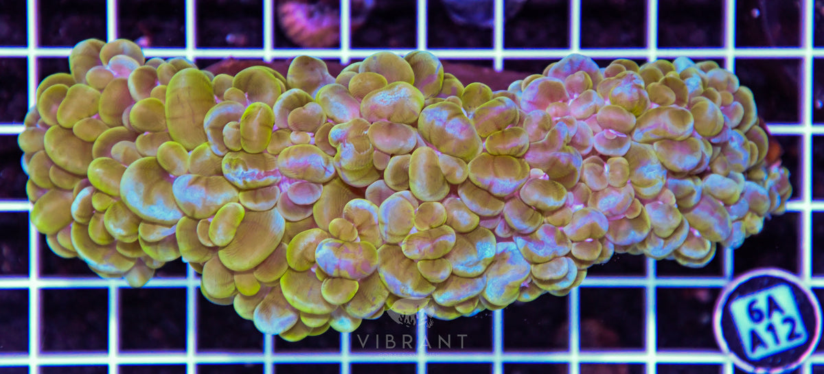 Bubble Coral INDO