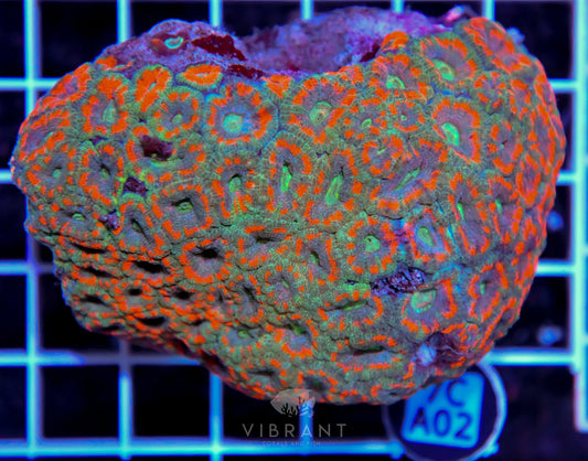 Micromussa INDO