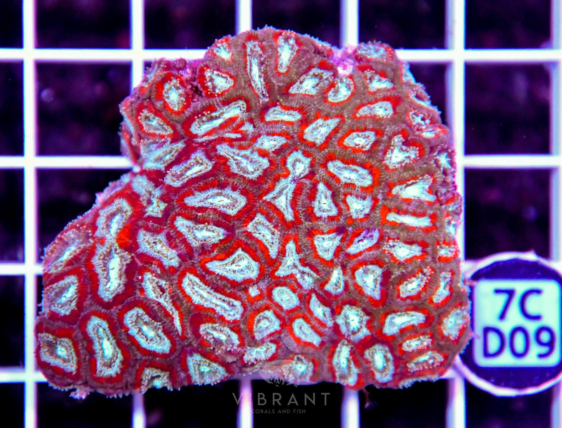 Micromussa INDO