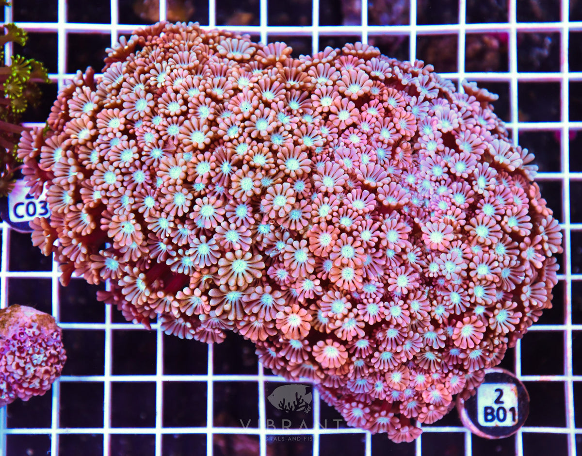 Alveopora AUS