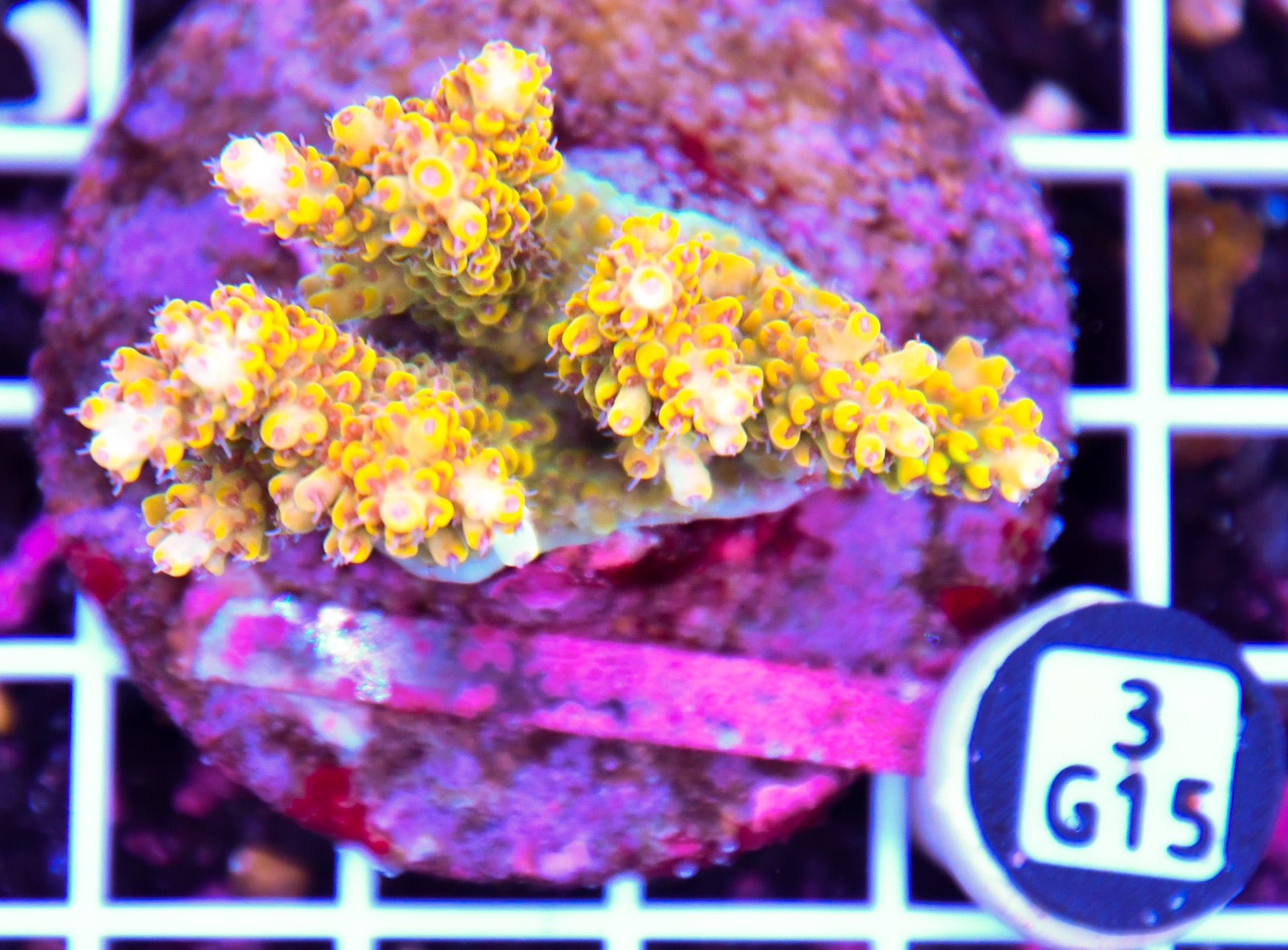 Acro INDO