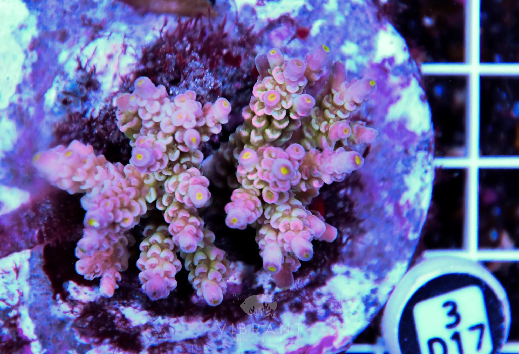 Acro INDO
