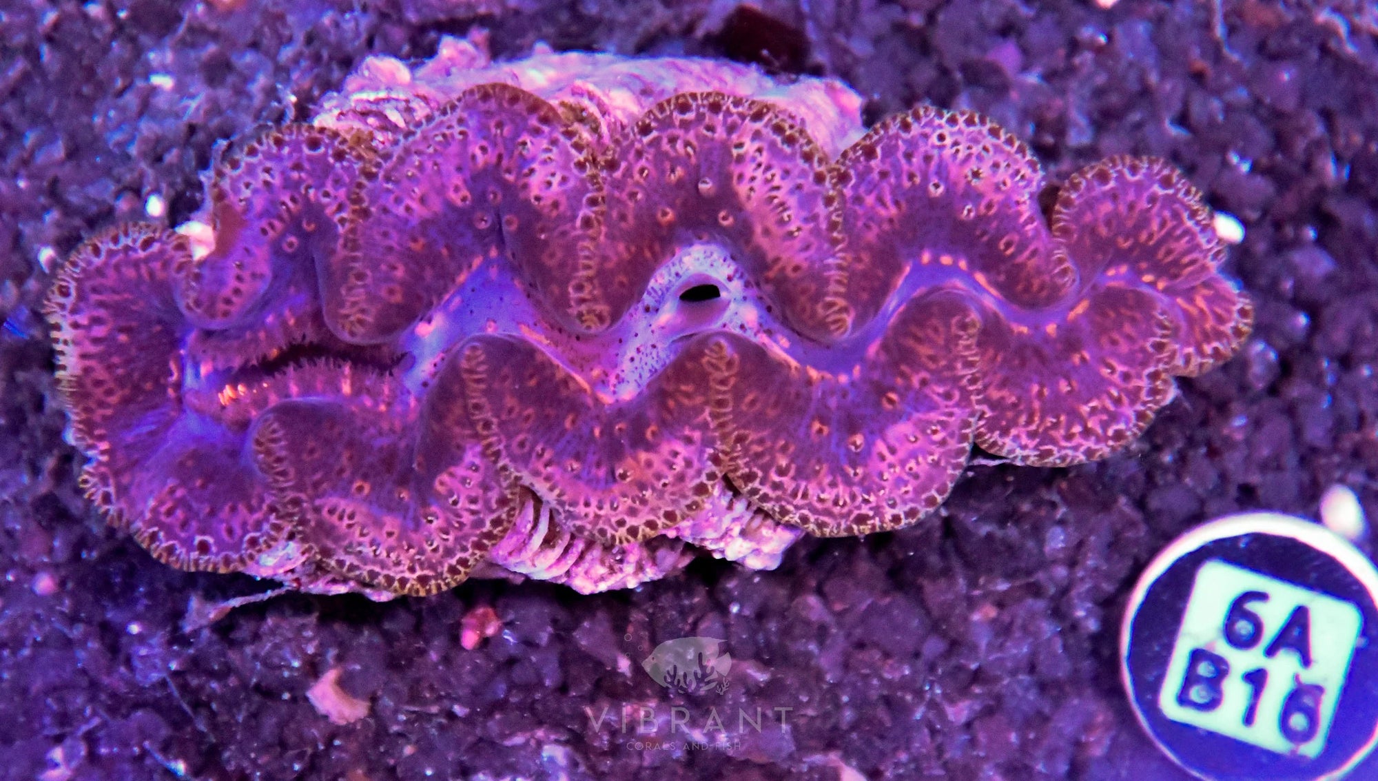 Clam NINGALOO