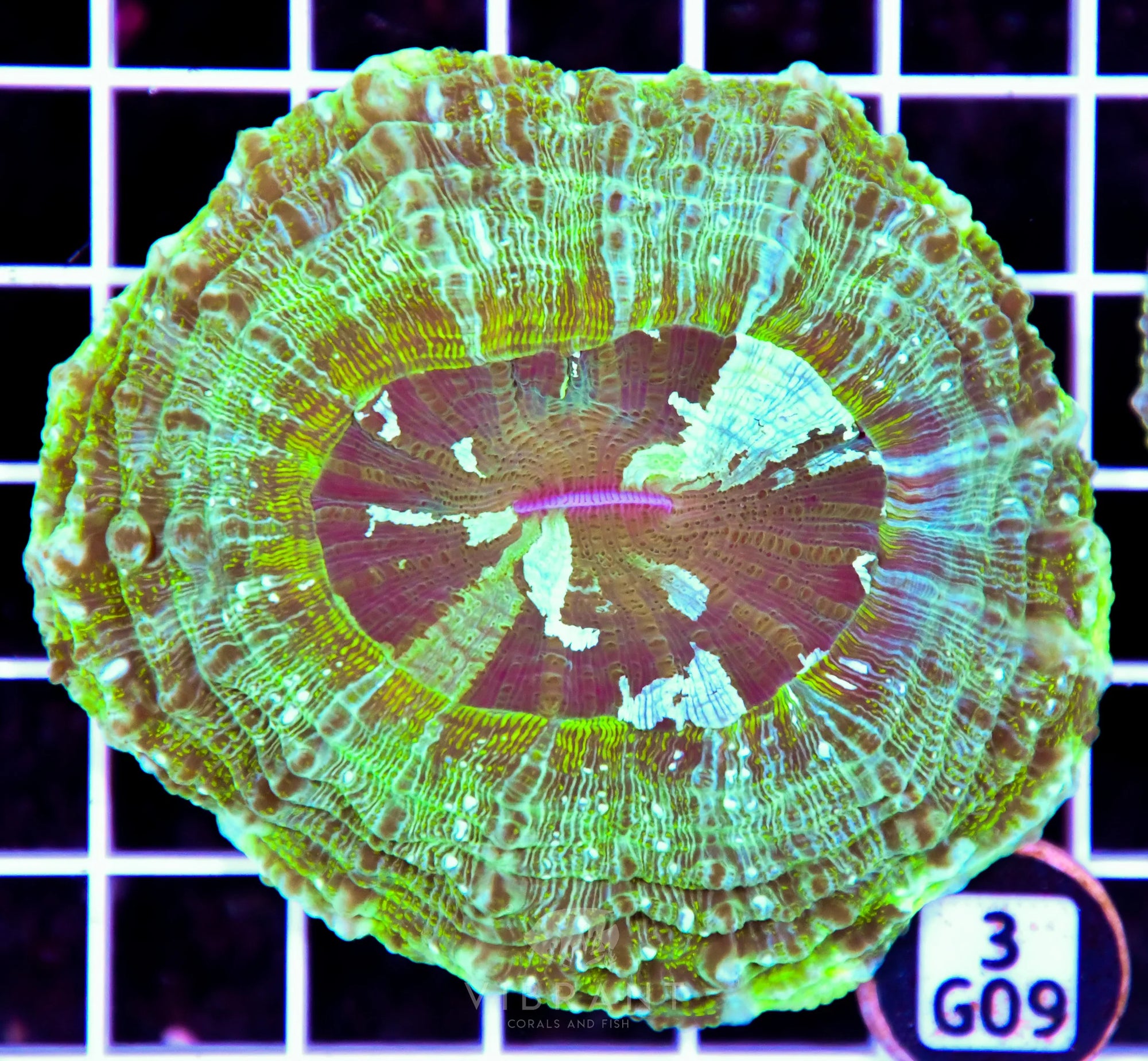 Acanthophyllia AUS