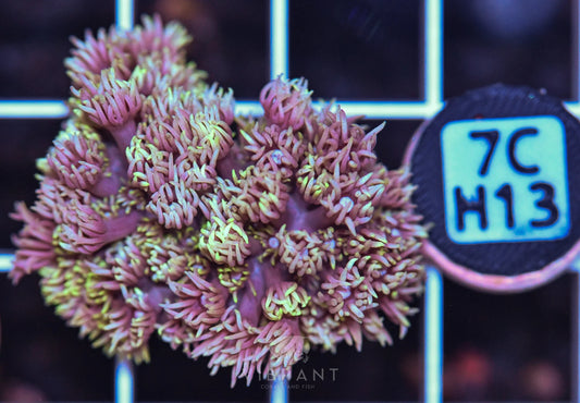 Frag Goniopora WAUS