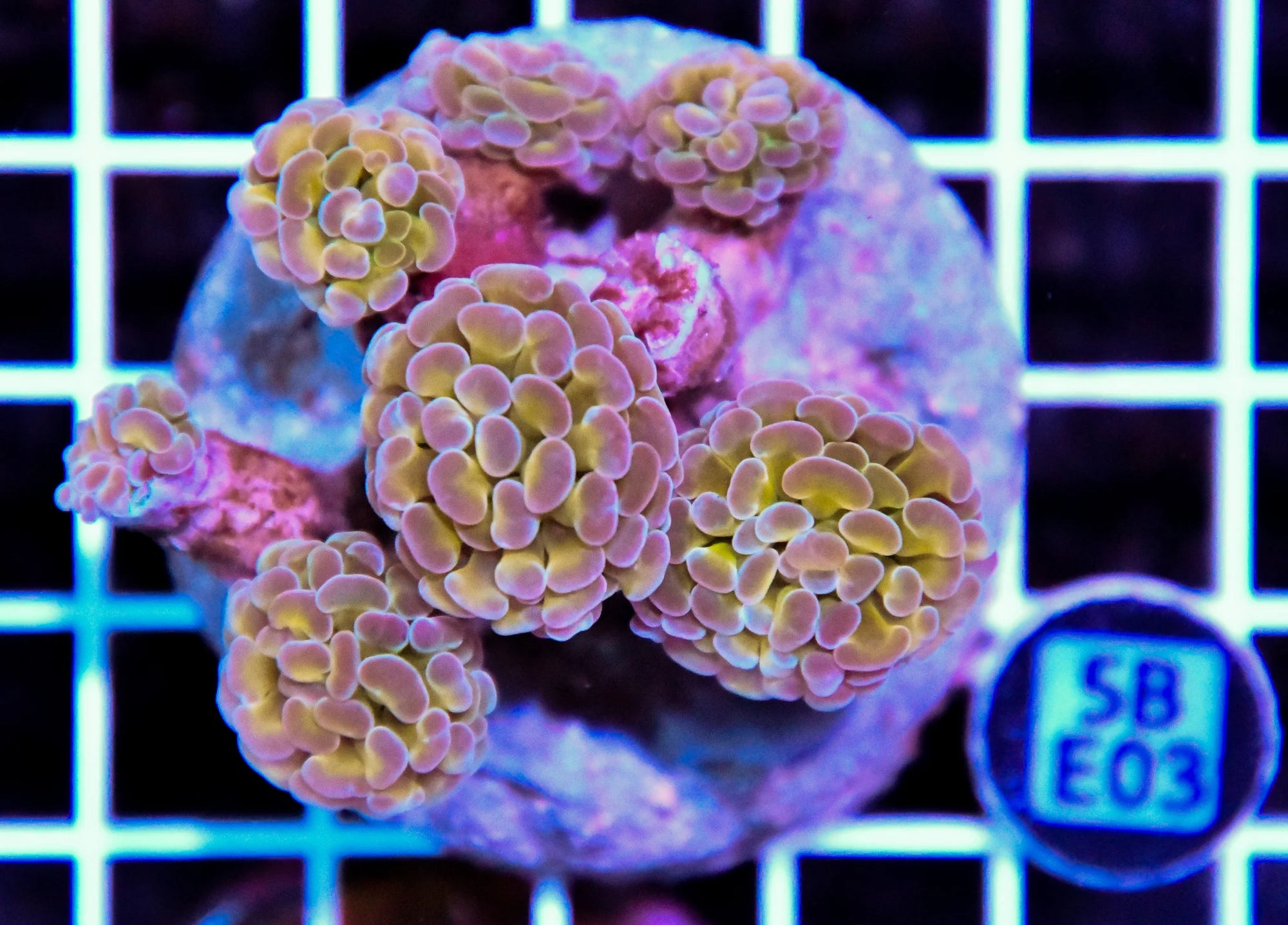 Hammer Branching INDO Halogram