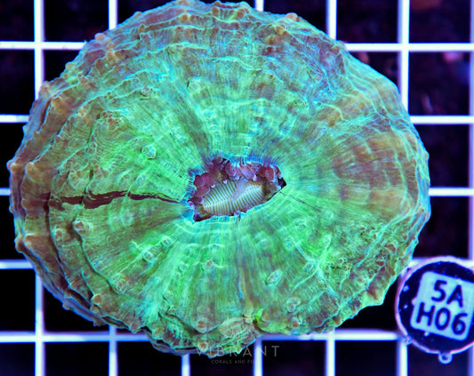 Acanthophyllia AUS