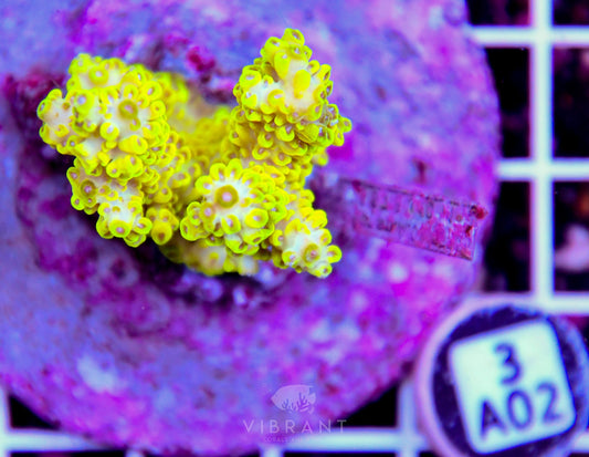 Acro INDO