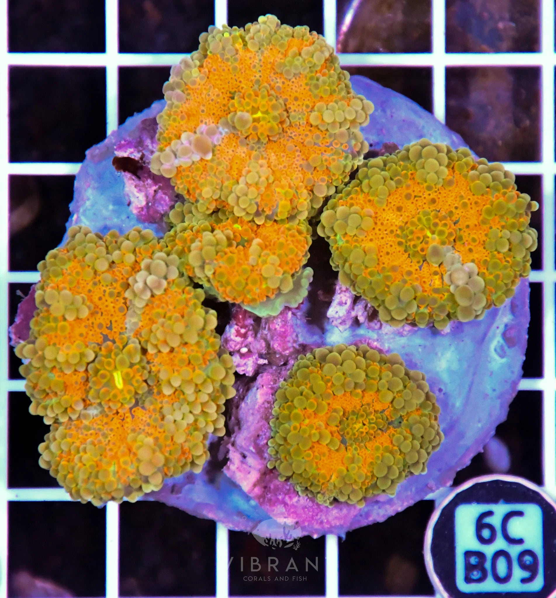 Mushroom INDO