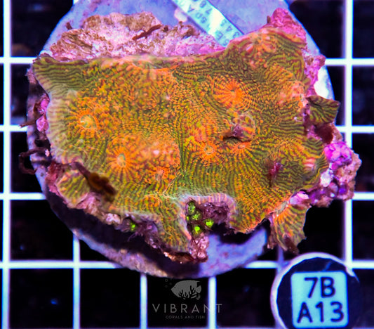 Chalice INDO