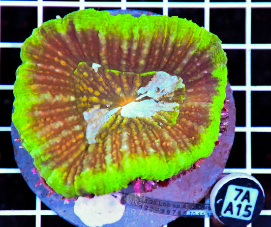 Symphyllia INDO