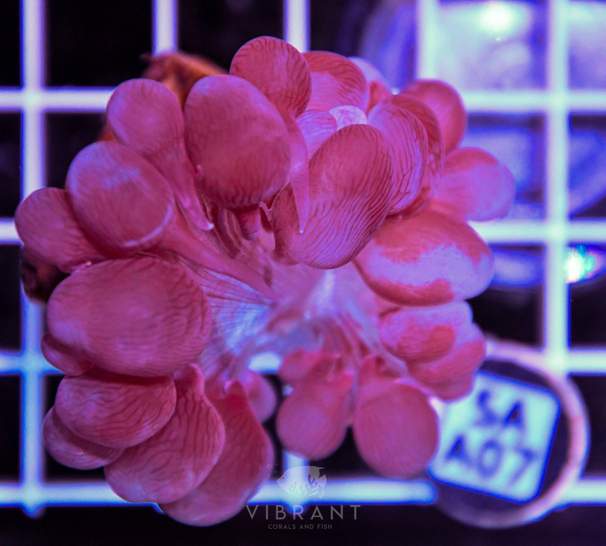 Bubble Coral AUS