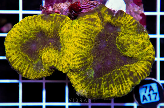 Symphyllia INDO