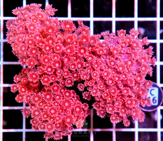 Goniopora INDO W