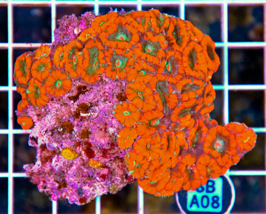 Micromussa WAUS