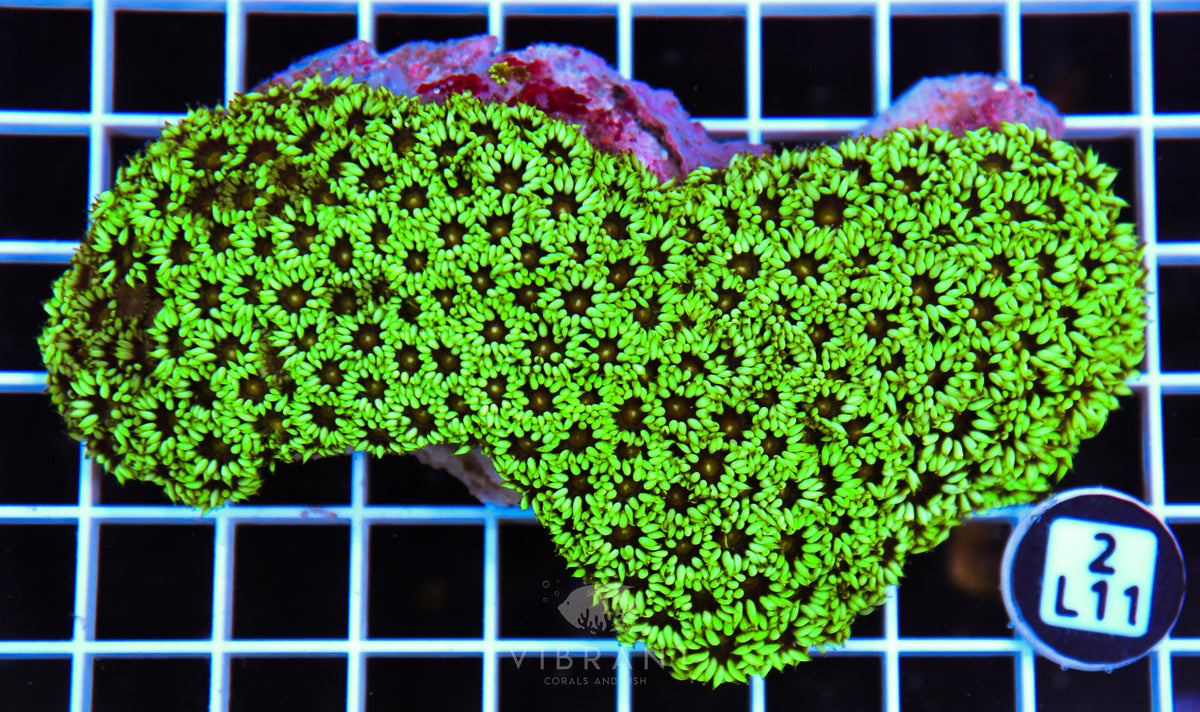 Goniopora AUS