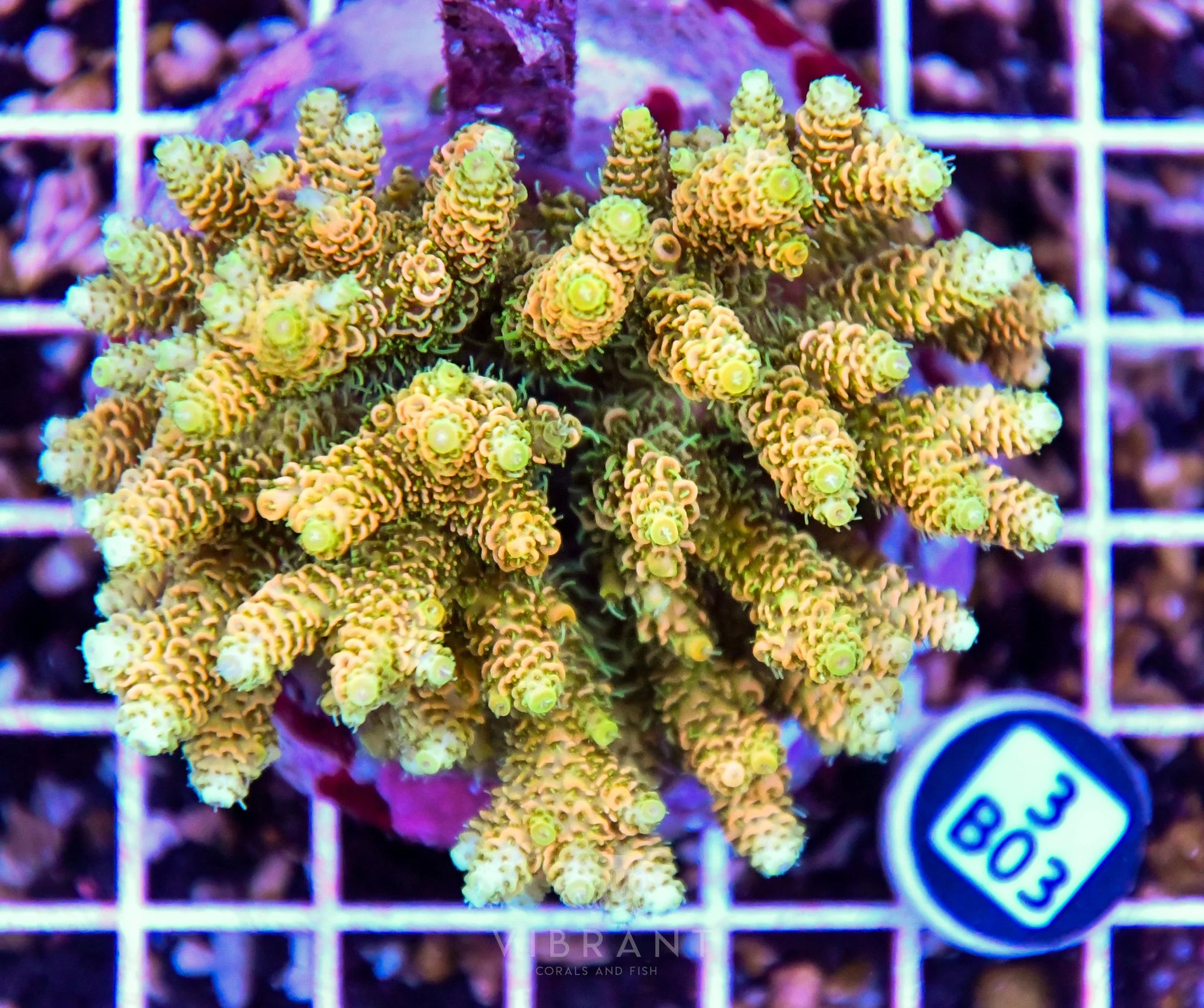Acro INDO
