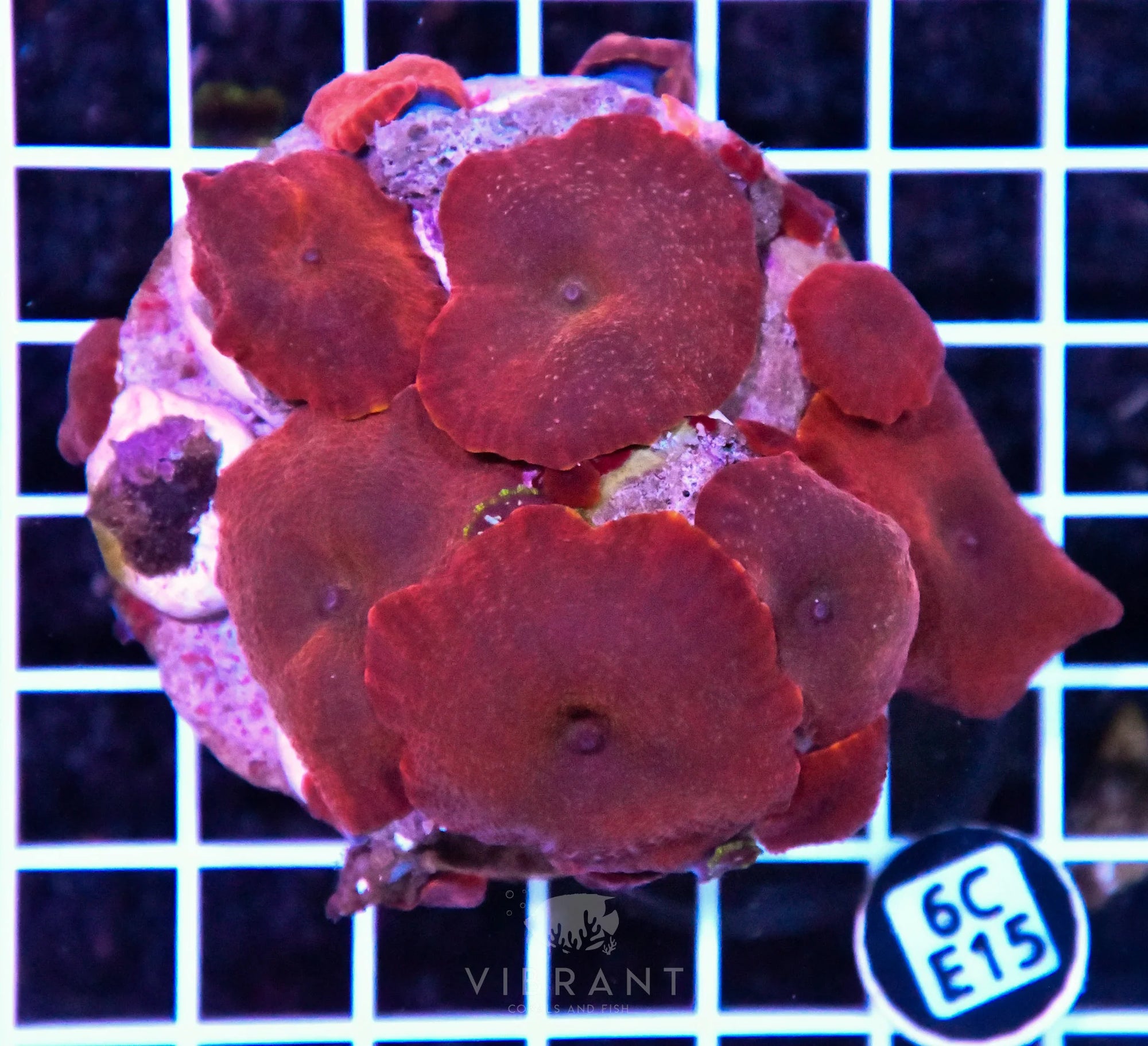 Mushroom INDO