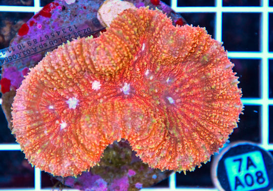 Symphyllia INDO