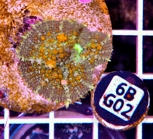 Mushroom INDO