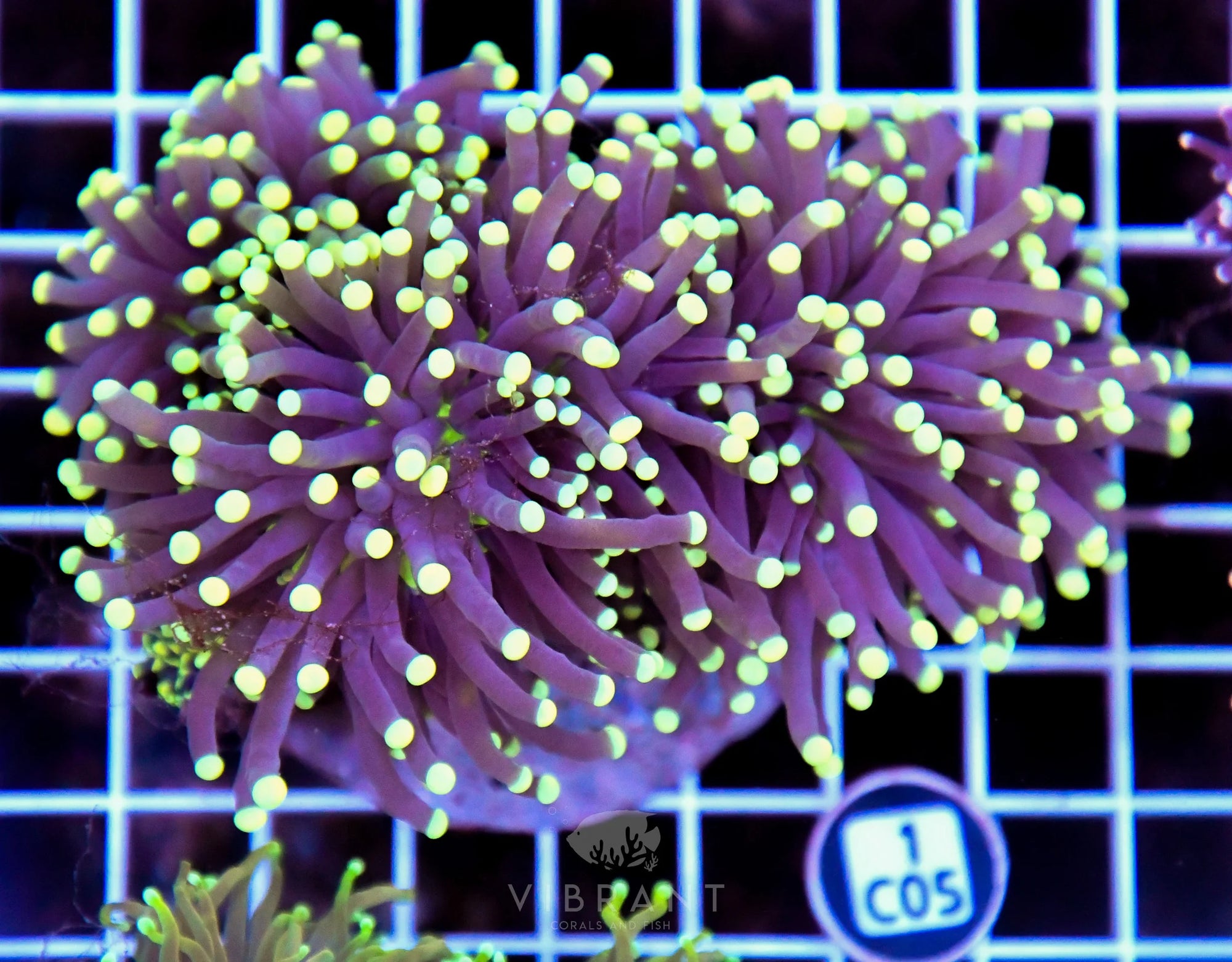 Torch INDO Colony
