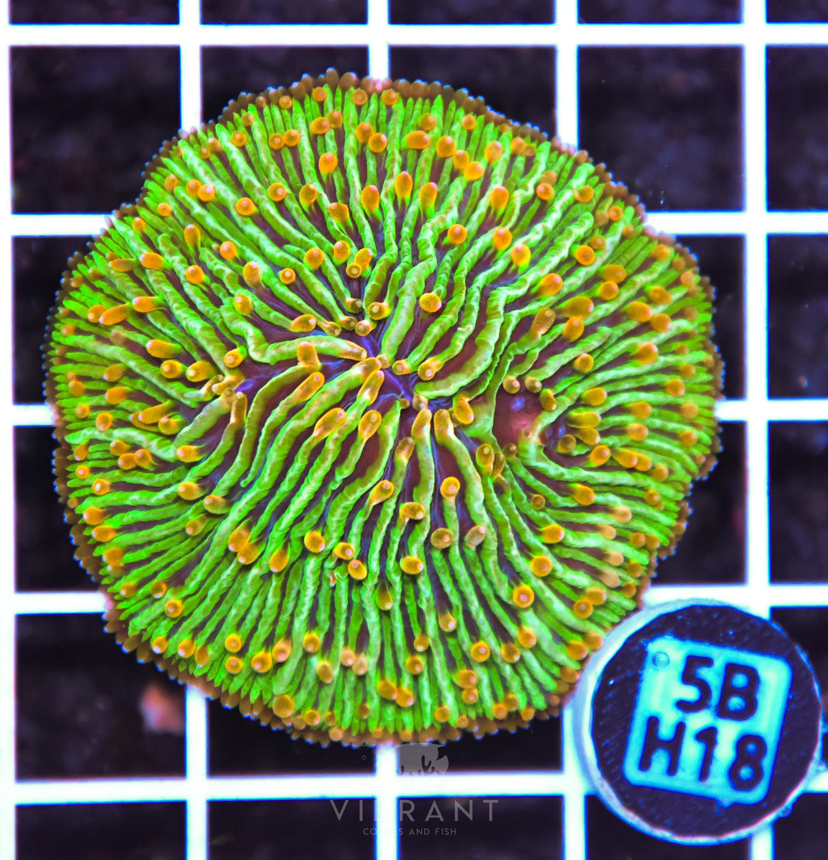 Fungia INDO