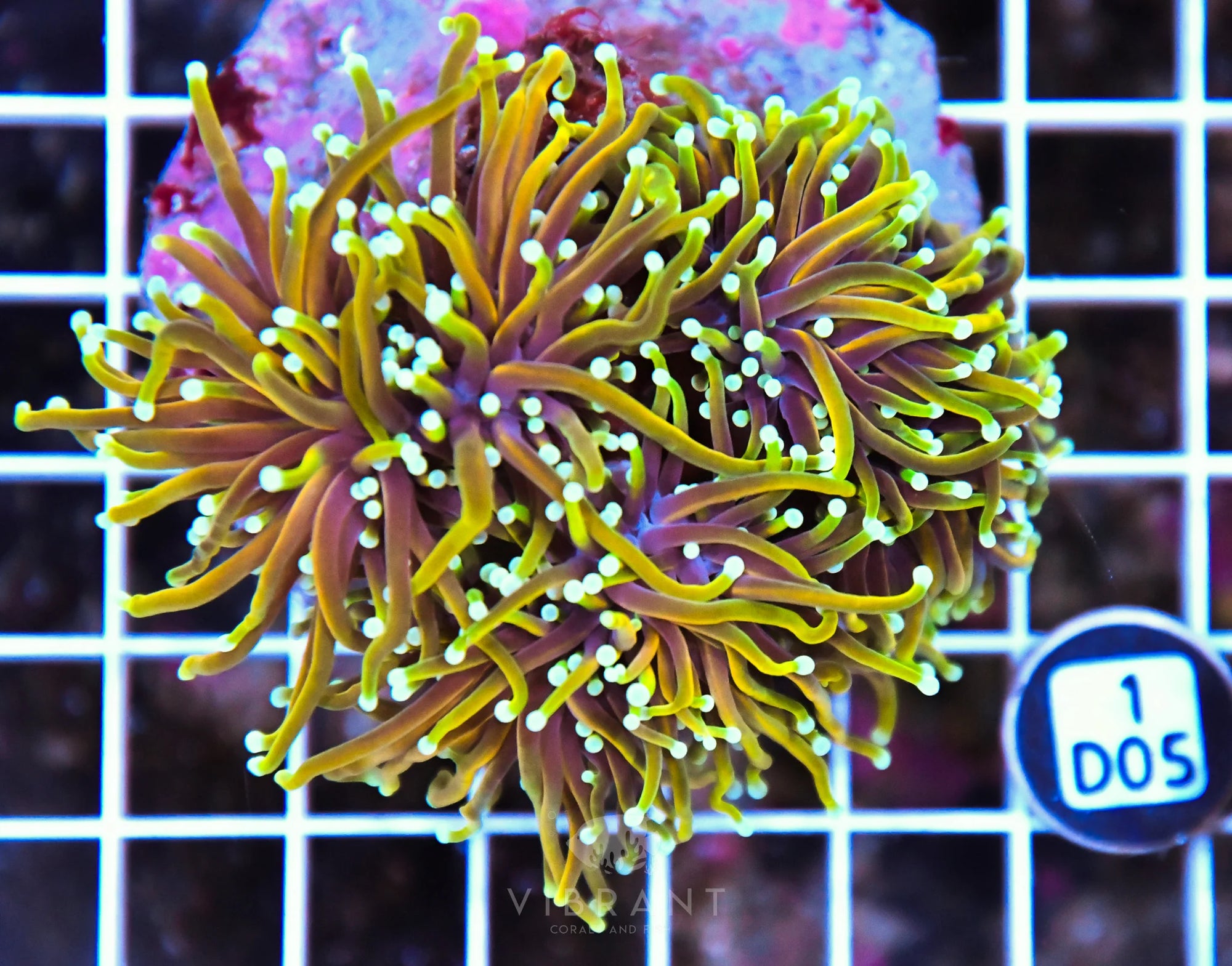 Torch INDO
