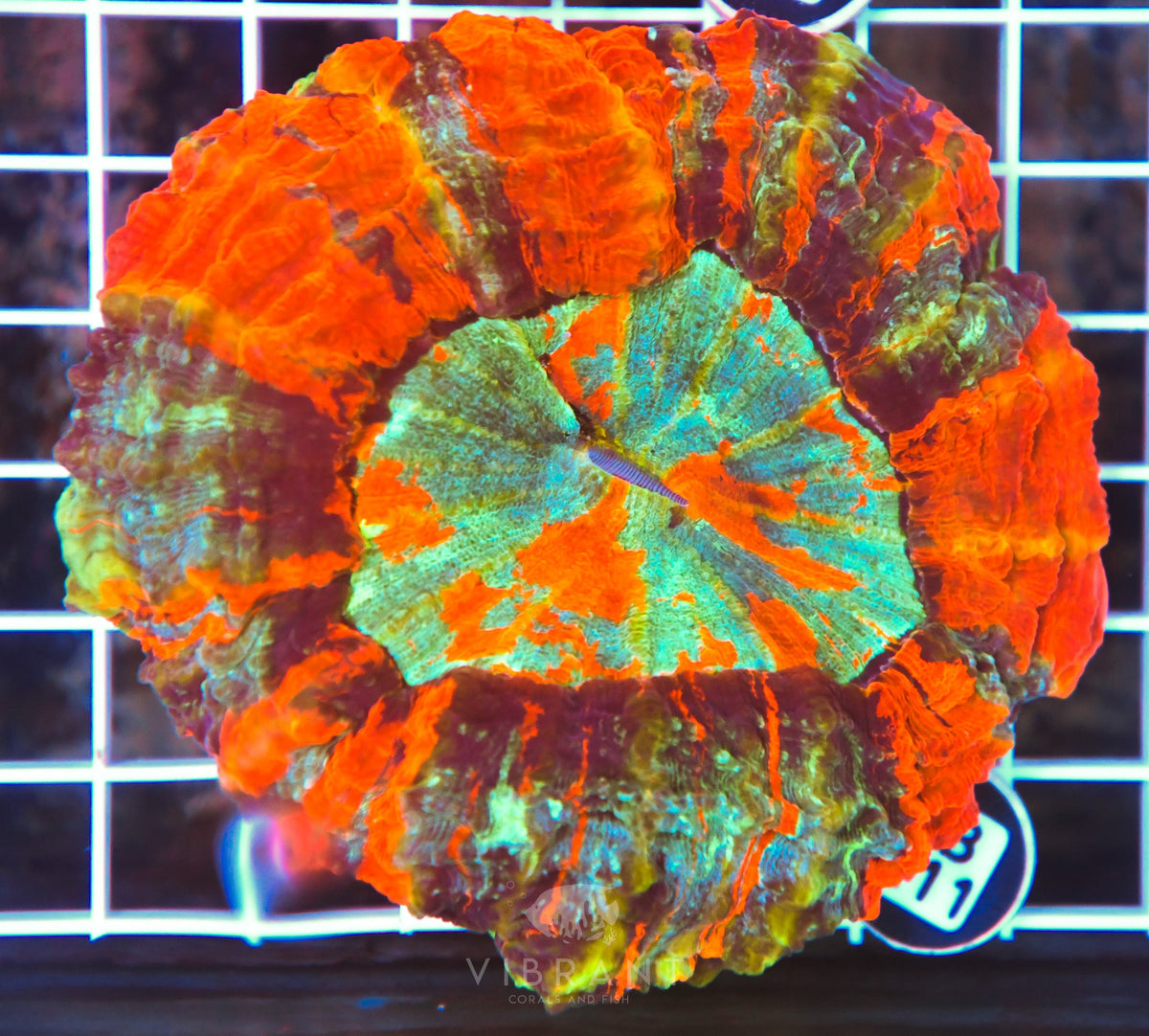 Acanthophyllia INDO