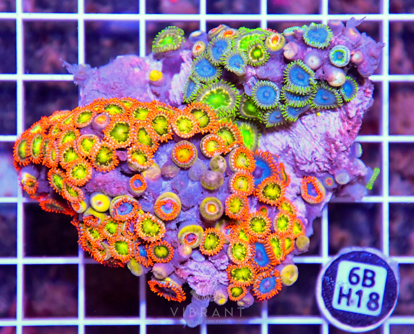 Zoa AUS