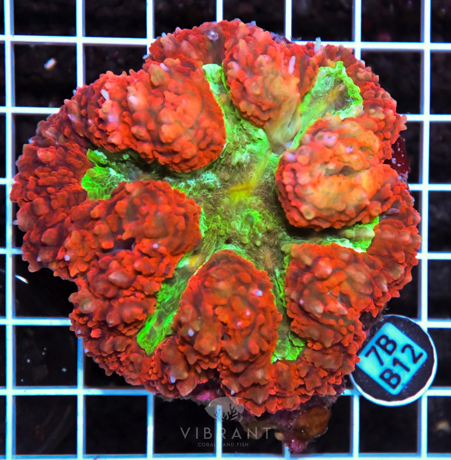 Symphyillia AUS