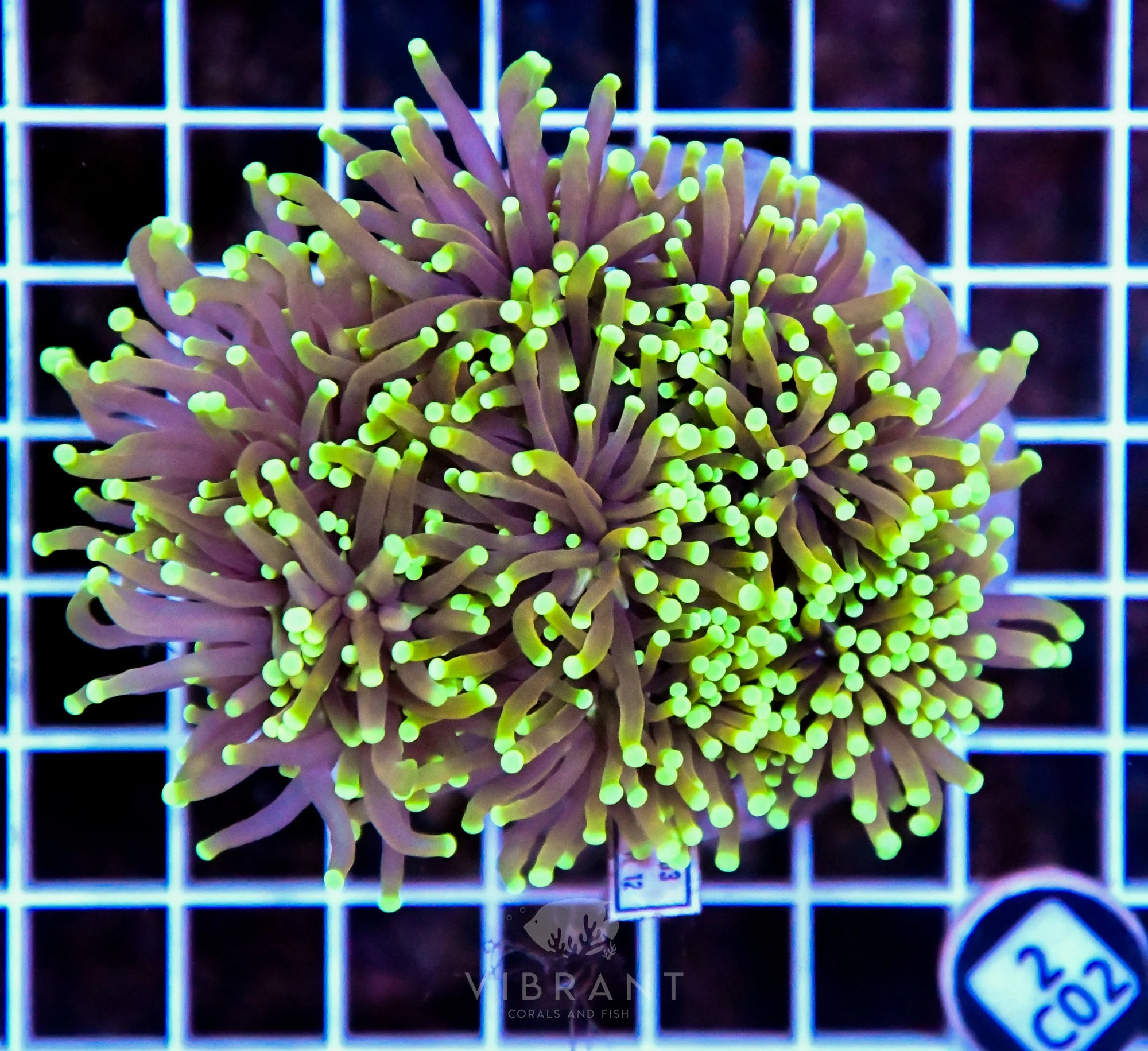 Torch INDO Colony