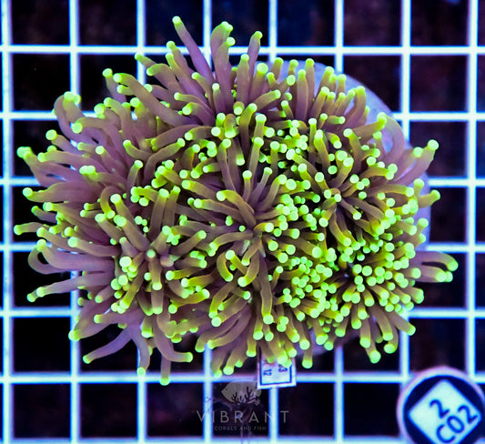 Torch INDO Colony