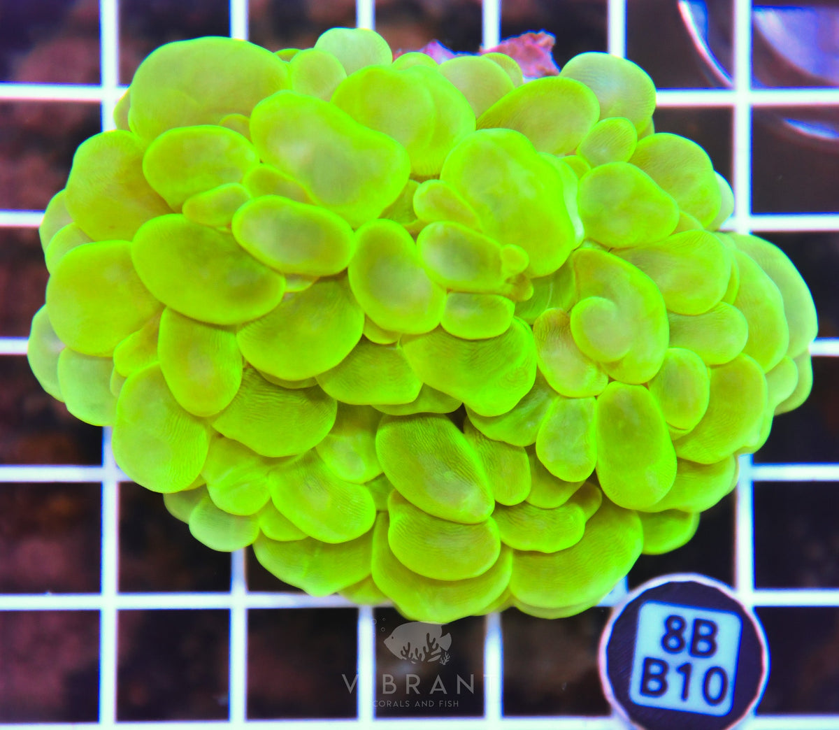 Bubble Coral INDO