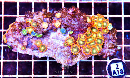 Zoa AUS