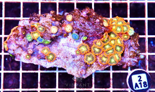 Zoa AUS