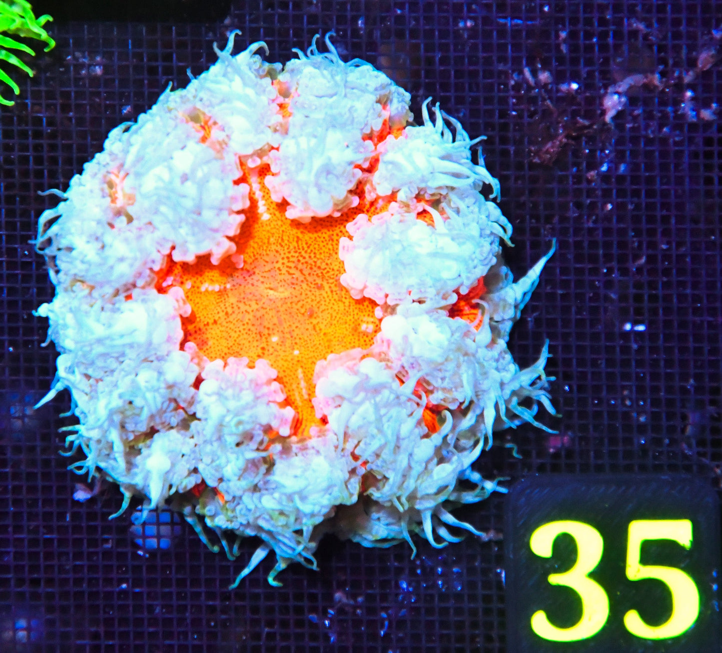Rock Flower Anemone