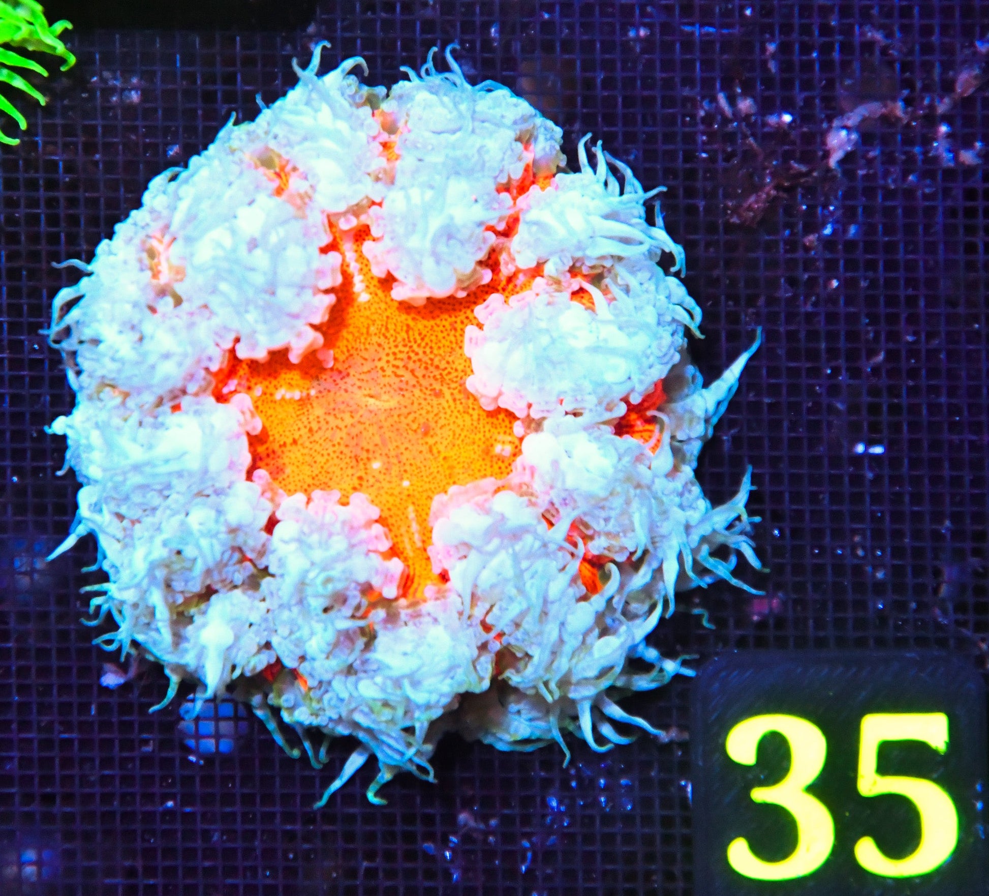 Rock Flower Anemone
