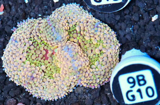 Ricordea Mushroom