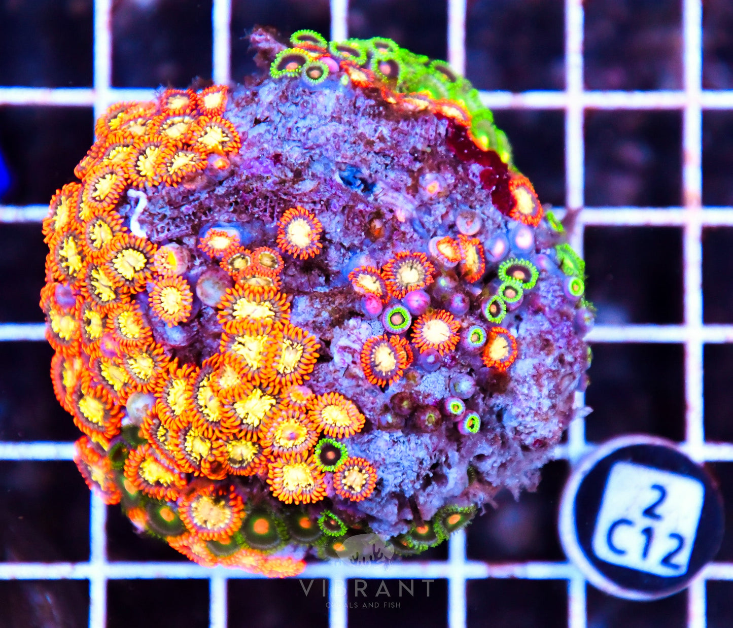 Zoa AUS