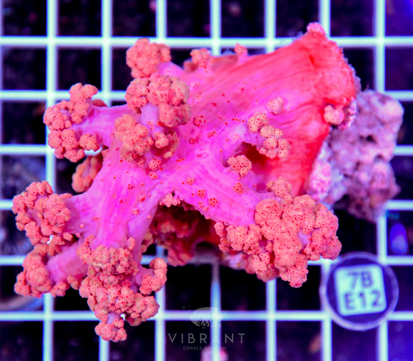 Carnation Coral INDO W