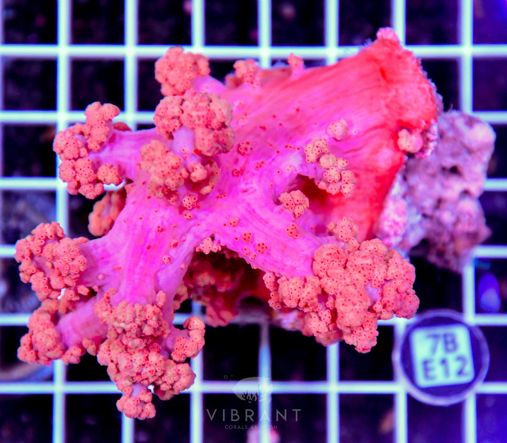 Carnation Coral INDO W