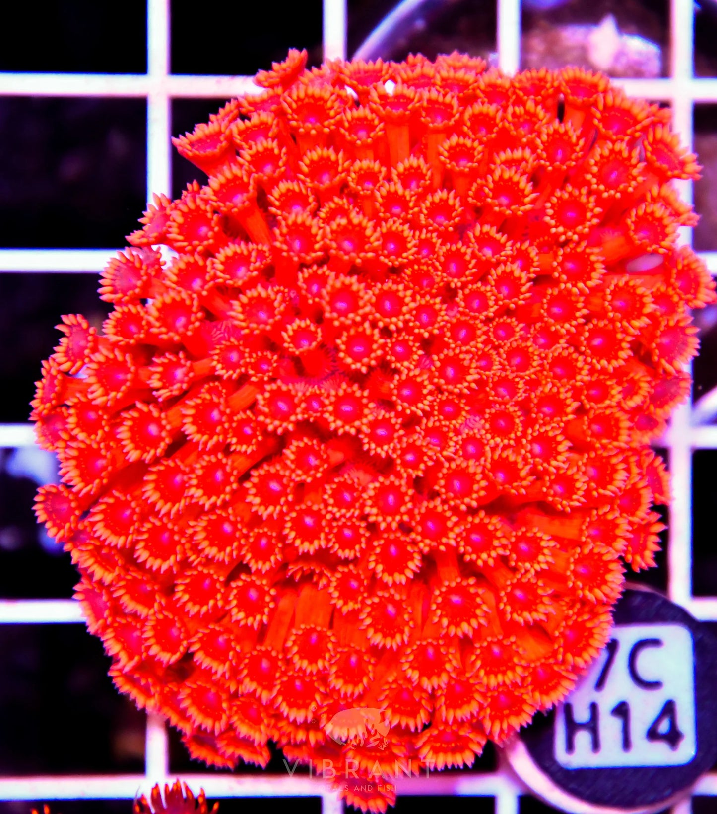 Goniopora INDO W