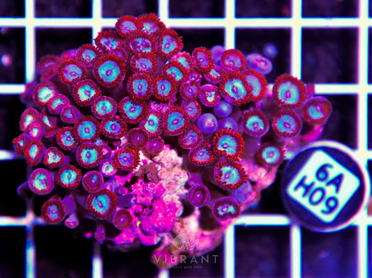 Zoa INDO W