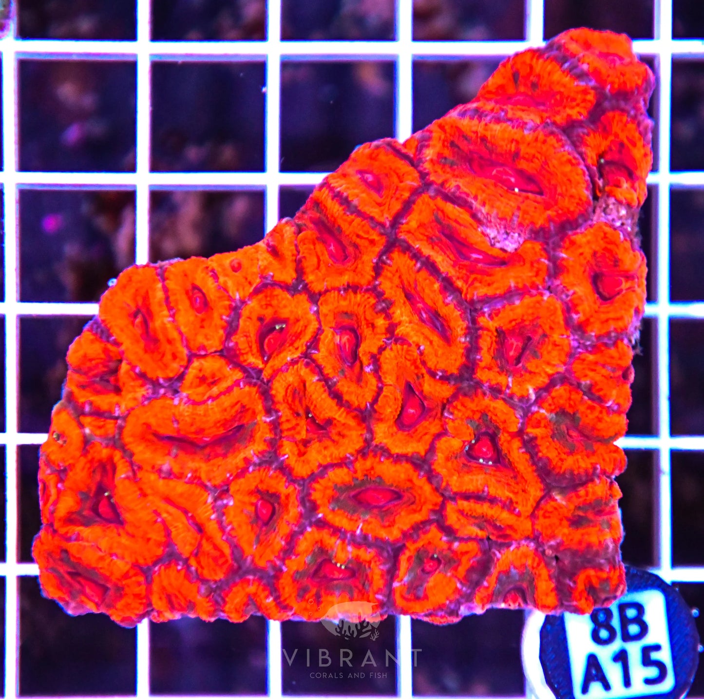 Micromussa WAUS