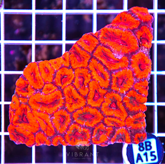 Micromussa WAUS