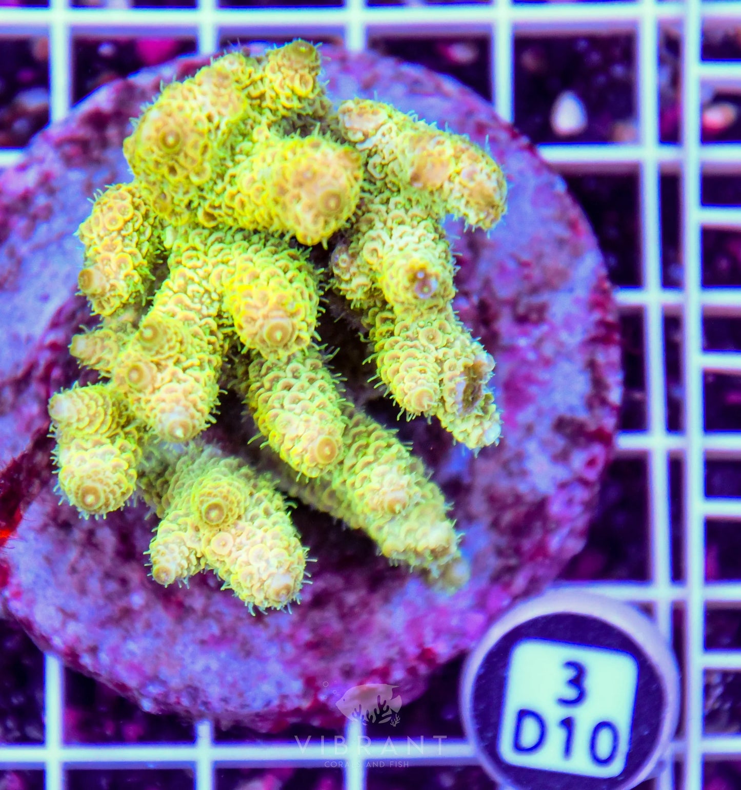 Acro INDO