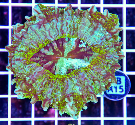 Acanthophyllia AUS