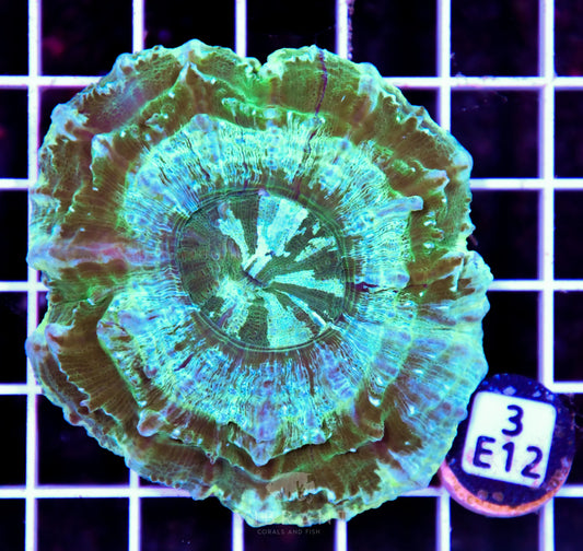 Acanthophyllia AUS