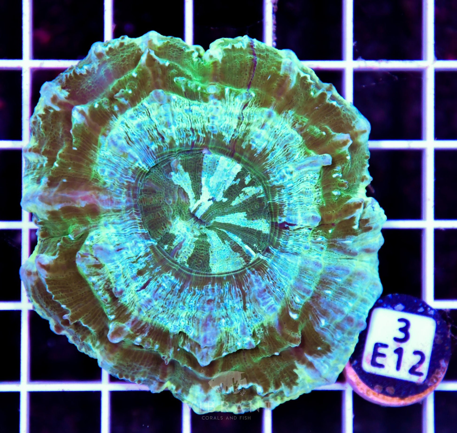 Acanthophyllia AUS